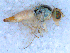  (Terellia orheana - DNA 20090723-01)  @13 [ ] Copyright (2010) Unspecified NCB Naturalis