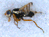  (Urophora affinis - DNA 20090723-12)  @14 [ ] Copyright (2010) Unspecified NCB Naturalis