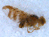  (Terellia sp - DNA 20090726-01)  @11 [ ] Copyright (2010) Unspecified NCB Naturalis