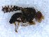  (Dithryca - DNA 20090726-66)  @13 [ ] Copyright (2010) Unspecified NCB Naturalis