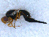 ( - DNA 20090726-75)  @12 [ ] Copyright (2010) Unspecified NCB Naturalis