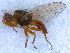  (Tephritomyia - DNA 20090901-01)  @13 [ ] Copyright (2010) Unspecified NCB Naturalis