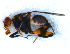  (Richardia sp - DNA 20081030-46)  @14 [ ] Copyright (2010) Unspecified NCB Naturalis