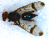  ( - DNA 20081030-46)  @13 [ ] Copyright (2010) Unspecified NCB Naturalis