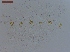  (Anoplotermes multipricatus - UF_BO116)  @11 [ ] Copyright (2014) Rudolf Scheffrahn University of Florida