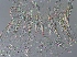  (Anoplotermes fringiscalus - UF_PU666)  @11 [ ] Copyright (2014) Rudolf Scheffrahn University of Florida