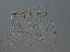  (Anoplotermes uniprictatus - UF_PU688)  @11 [ ] Copyright (2014) Rudolf Scheffrahn University of Florida