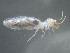  (Anoplotermes banksi - UF_EC435_01)  @12 [ ] Copyright  Unspecified Unspecified