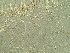  (Anoplotermes microdentini - UF_EC438_1)  @12 [ ] Copyright  Unspecified Unspecified