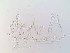  (Anoplotermes pseudobanksi - UF_TT1507_1)  @12 [ ] Copyright  Unspecified Unspecified