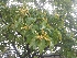  ( - TRPI10)  @11 [ ] Copyright (2016) PHCDBS PAUL HEBERT CENTRE FOR DNA BARCODING AND BIODIVERSITY STUDIES