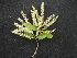  ( - TRPI12)  @11 [ ] Copyright (2016) PHCDBS PAUL HEBERT CENTRE FOR DNA BARCODING AND BIODIVERSITY STUDIES