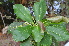  ( - TRPI15)  @11 [ ] Copyright (2016) PHCDBS PAUL HEBERT CENTRE FOR DNA BARCODING AND BIODIVERSITY STUDIES