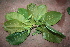  (Terminalia procera - TRPI15)  @11 [ ] Copyright (2016) PHCDBS PAUL HEBERT CENTRE FOR DNA BARCODING AND BIODIVERSITY STUDIES