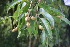  (Terminalia travancorensis - TRPI16)  @11 [ ] Copyright (2016) PHCDBS PAUL HEBERT CENTRE FOR DNA BARCODING AND BIODIVERSITY STUDIES