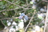  ( - TRPI18)  @11 [ ] Copyright (2016) PHCDBS PAUL HEBERT CENTRE FOR DNA BARCODING AND BIODIVERSITY STUDIES