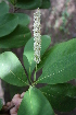  ( - TRPI18)  @11 [ ] Copyright (2016) PHCDBS PAUL HEBERT CENTRE FOR DNA BARCODING AND BIODIVERSITY STUDIES