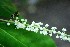  ( - TRPI18)  @11 [ ] Copyright (2016) PHCDBS PAUL HEBERT CENTRE FOR DNA BARCODING AND BIODIVERSITY STUDIES