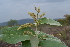  (Terminalia pallida Brandis - TRPI21)  @11 [ ] Copyright (2016) PHCDBS PAUL HEBERT CENTRE FOR DNA BARCODING AND BIODIVERSITY STUDIES