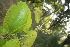  ( - TRPI23)  @11 [ ] Copyright (2016) PHCDBS PAUL HEBERT CENTRE FOR DNA BARCODING AND BIODIVERSITY STUDIES