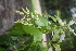  (Terminalia citrina - TRPI27)  @11 [ ] Copyright (2016) PHCDBS PAUL HEBERT CENTRE FOR DNA BARCODING AND BIODIVERSITY STUDIES