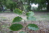  (Terminalia paniculata - TRPI28)  @11 [ ] Copyright (2016) PHCDBS PAUL HEBERT CENTRE FOR DNA BARCODING AND BIODIVERSITY STUDIES