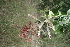 (Terminalia bialata - TRPI29)  @11 [ ] Copyright (2016) PHCDBS PAUL HEBERT CENTRE FOR DNA BARCODING AND BIODIVERSITY STUDIES