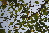  ( - TRPI34)  @11 [ ] Copyright (2016) PHCDBS PAUL HEBERT CENTRE FOR DNA BARCODING AND BIODIVERSITY STUDIES