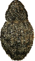  (Decilaus TFIC sp. 01 - DecilausTFICsp01_FT40059_pit2007_EthGlyc_cap)  @11 [ ] CreativeCommons - Attribution Non-Commercial Share-Alike (2011) Unspecified Unspecified