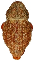  (Decilaus TFIC sp. 02 - DecilausTFICsp02_FT9299_pit1999_EthGlyc_cap)  @11 [ ] CreativeCommons - Attribution Non-Commercial Share-Alike (2011) Unspecified Unspecified