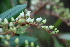  ( - SMC37)  @11 [ ] CreativeCommons - Attribution Non-Commercial Share-Alike (2019) Rafael F. del Castillo Instituto Politécnico Nacional