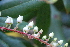  ( - SMC37)  @11 [ ] CreativeCommons - Attribution Non-Commercial Share-Alike (2019) Rafael F. del Castillo Instituto Politécnico Nacional