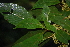  ( - SMC41)  @11 [ ] CreativeCommons - Attribution Non-Commercial Share-Alike (2019) Rafael F. del Castillo Instituto Politécnico Nacional