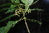  ( - SMC41)  @11 [ ] CreativeCommons - Attribution Non-Commercial Share-Alike (2019) Rafael F. del Castillo Instituto Politécnico Nacional