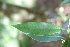  (Osmanthus americanus - SMC75)  @11 [ ] CreativeCommons - Attribution Non-Commercial Share-Alike (2019) Rafael F. del Castillo Instituto Politécnico Nacional