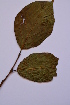  ( - SMC10)  @11 [ ] CreativeCommons - Attribution Non-Commercial Share-Alike (2019) Rafael F. del Castillo Instituto Politécnico Nacional