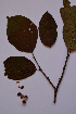 (Styrax glabrescens - SMC10)  @11 [ ] CreativeCommons - Attribution Non-Commercial Share-Alike (2019) Rafael F. del Castillo Instituto Politécnico Nacional