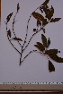  ( - SMC28)  @11 [ ] CreativeCommons - Attribution Non-Commercial Share-Alike (2019) Rafael F. del Castillo Instituto Politécnico Nacional
