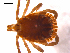  ( - 10AVB-PAR0200)  @13 [ ] CreativeCommons - Attribution (2010) CBG Photography Group Centre for Biodiversity Genomics