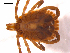  ( - 10AVB-PAR0200)  @13 [ ] CreativeCommons - Attribution (2010) CBG Photography Group Centre for Biodiversity Genomics