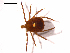  (Amblyomma americanum - 10AVB-PAR0202)  @14 [ ] CreativeCommons - Attribution (2010) CBG Photography Group Centre for Biodiversity Genomics