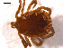  ( - 10AVB-PAR0204)  @13 [ ] CreativeCommons - Attribution (2010) CBG Photography Group Centre for Biodiversity Genomics