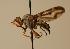  (Otites lamed - ZMMU AIS000008)  @12 [ ] Unspecified (default): All Rights Reserved  Unspecified Unspecified