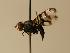  (Ceroxys cinifera - ZMMU AIS000019)  @13 [ ] Unspecified (default): All Rights Reserved  Unspecified Unspecified