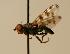  (Ceroxys hortulana - ZMMU AIS000021)  @11 [ ] Unspecified (default): All Rights Reserved  Unspecified Unspecified