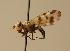  (Melieria crassipennis - ZMMU AIS000041)  @14 [ ] Unspecified (default): All Rights Reserved  Unspecified Unspecified