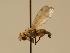  (Melieria acuticornis - ZMMU AIS000043)  @12 [ ] Unspecified (default): All Rights Reserved  Unspecified Unspecified