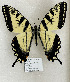  ( - TGSW-14)  @11 [ ] CreativeCommons  Attribution Non-Commercial (2024) Charles DeRoller Unspecified