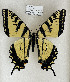  (Pterourus solstitius - TGSW-6)  @11 [ ] CreativeCommons  Attribution Non-Commercial (2024) Charles DeRoller Unspecified