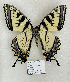  ( - TGSW-9)  @11 [ ] CreativeCommons  Attribution Non-Commercial (2024) Charles DeRoller Unspecified